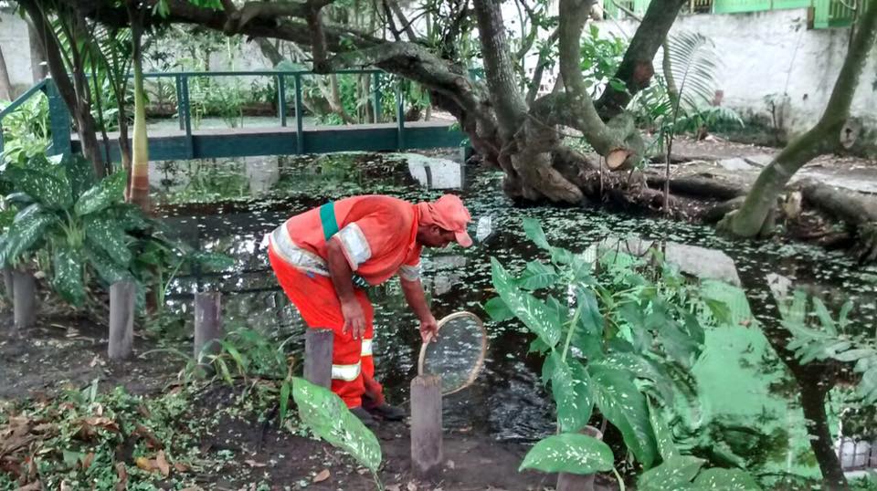 Comsercaf realiza retirada de vegetação aquática e folhagens do fundo do espelho d'água, na fonte do Itajurú