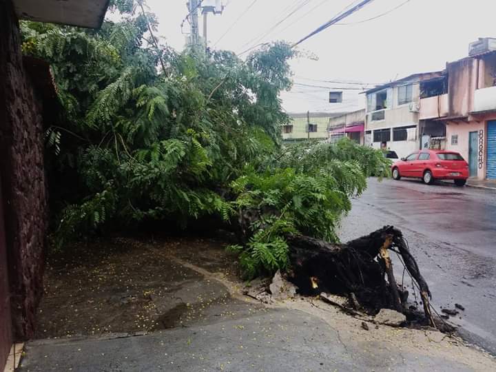 Comsercaf dá continuidade a cortes e podas de árvores afetadas pela chuva