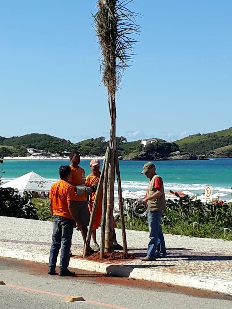 Prefeitura inicia o plantio de Palmeiras na orla da Praia do Forte