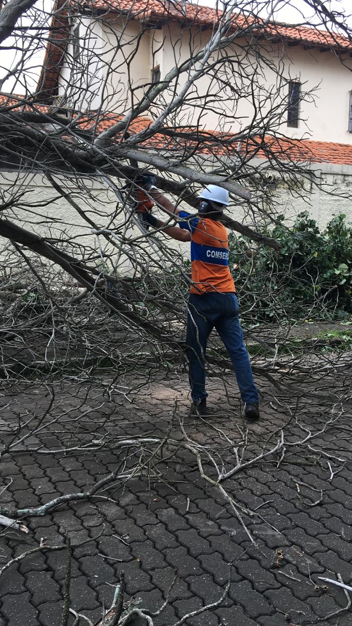 Comsercaf realiza o corte de uma árvore no Jardim Flamboyant