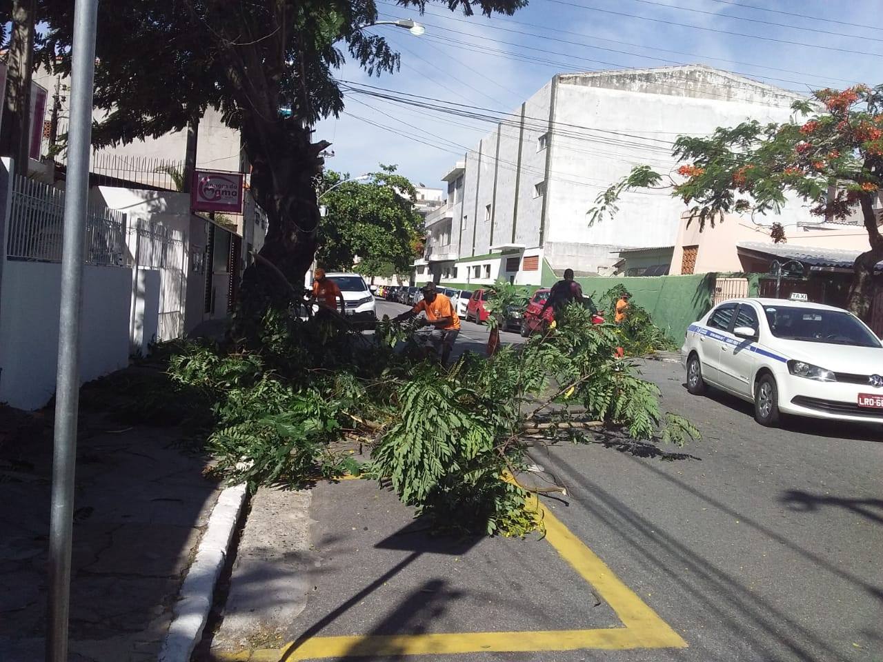 Prefeitura realiza manutenção em árvores de Cabo Frio